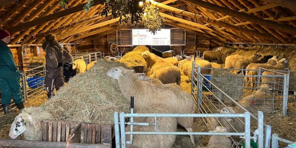 Foto: Inspraak over de nieuwe schaapskooi in Elspeet uitgesteld