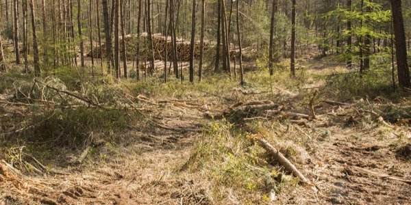 Foto: Straks is een zaagcursus nodig voor brandhoutkopers in Nunspeet