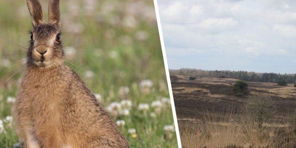 Foto: Opvallend meer hazen langs Veluwerandmeren